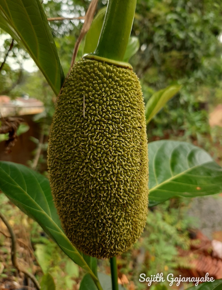 Artocarpus heterophyllus Lam.